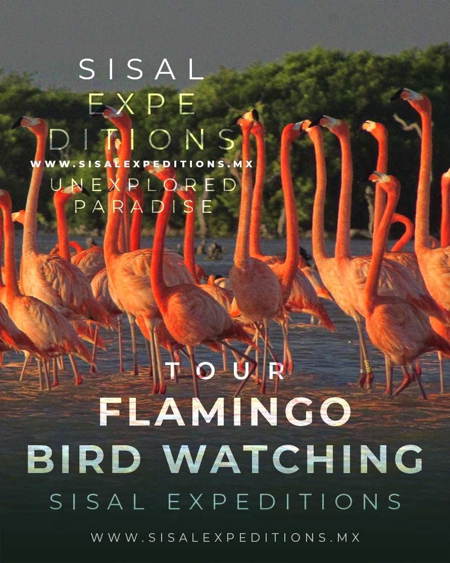 Flamencos americanos en la laguna de Sisal