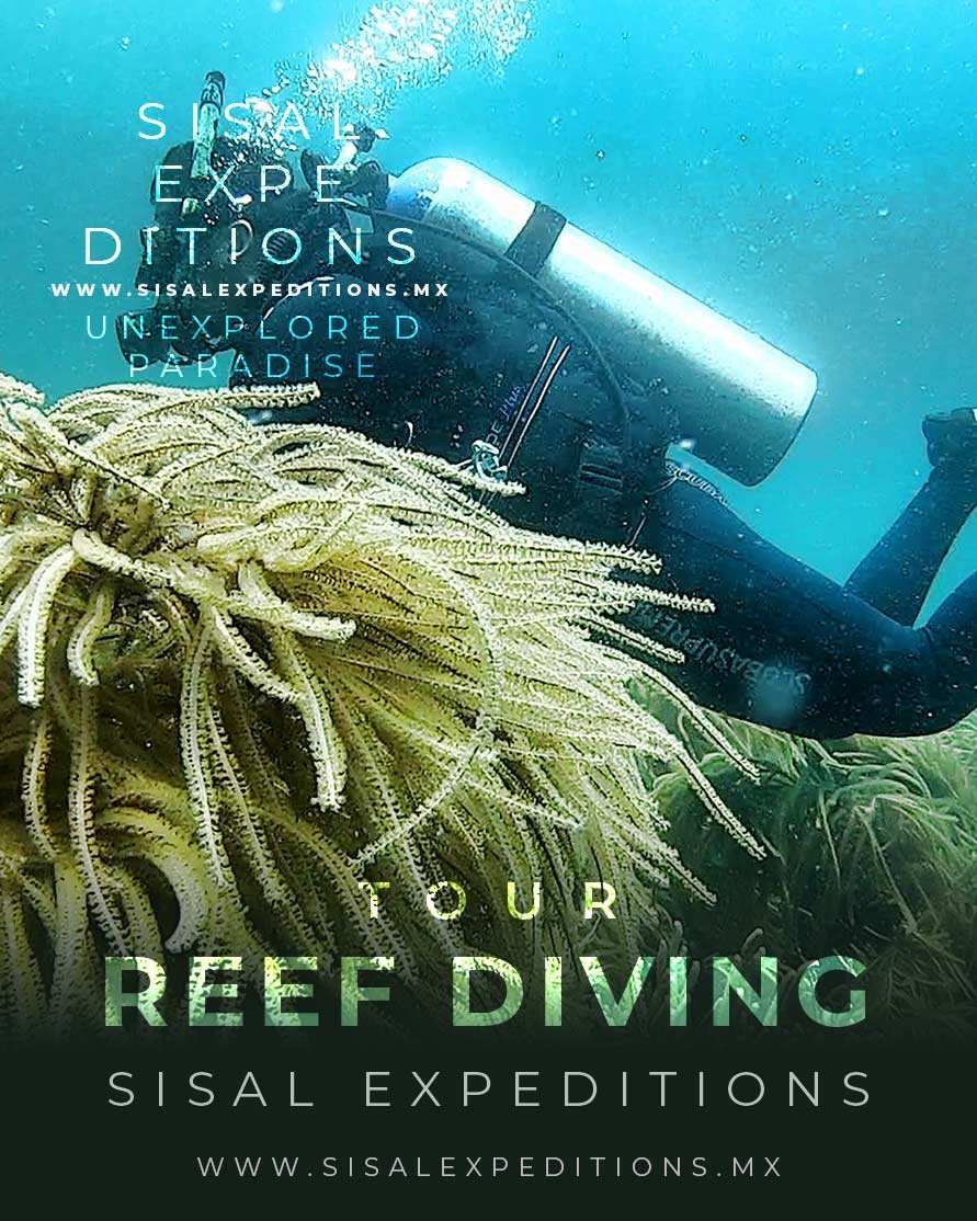 Buceo recreativo Sisal Dive Center